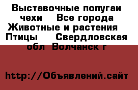 Выставочные попугаи чехи  - Все города Животные и растения » Птицы   . Свердловская обл.,Волчанск г.